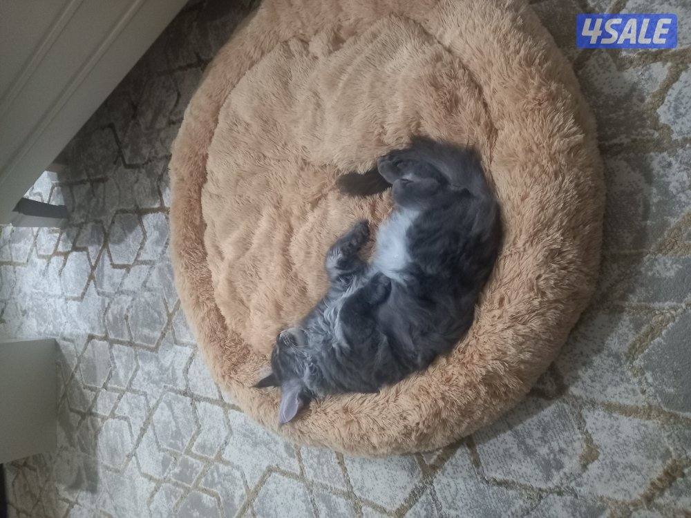 maine coon 11 months male fully vaccinated4