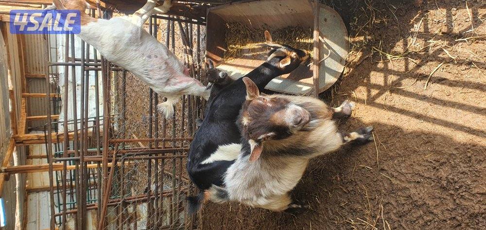 للبيع ماعز جيكي وبربري0