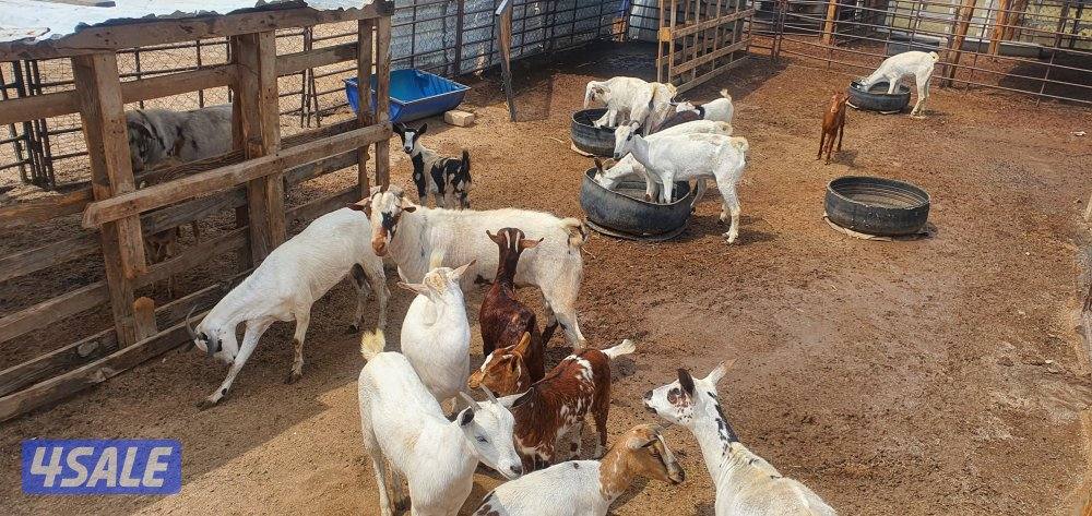 للبيع ماعز جيكي وبربري1