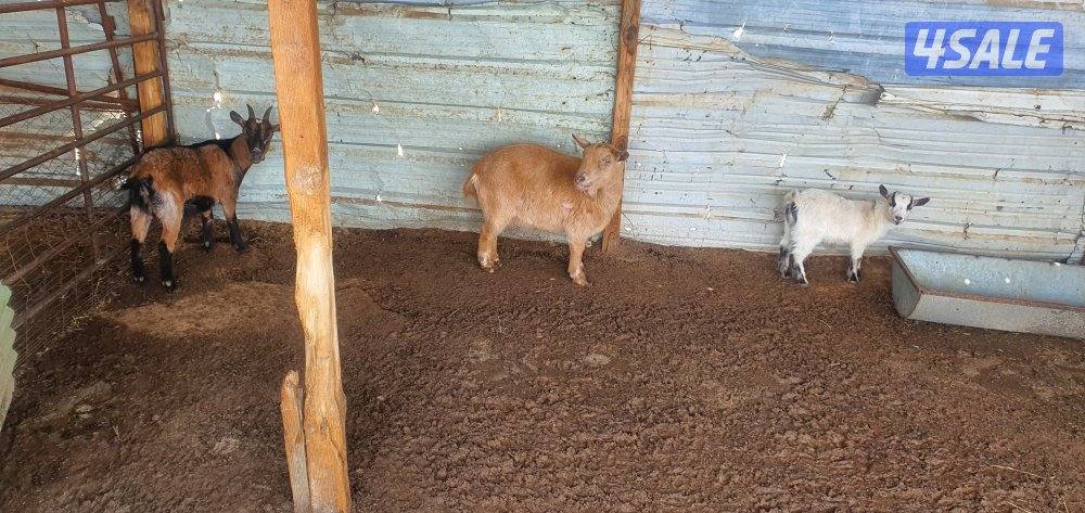 للبيع ماعز جيكي وبربري2