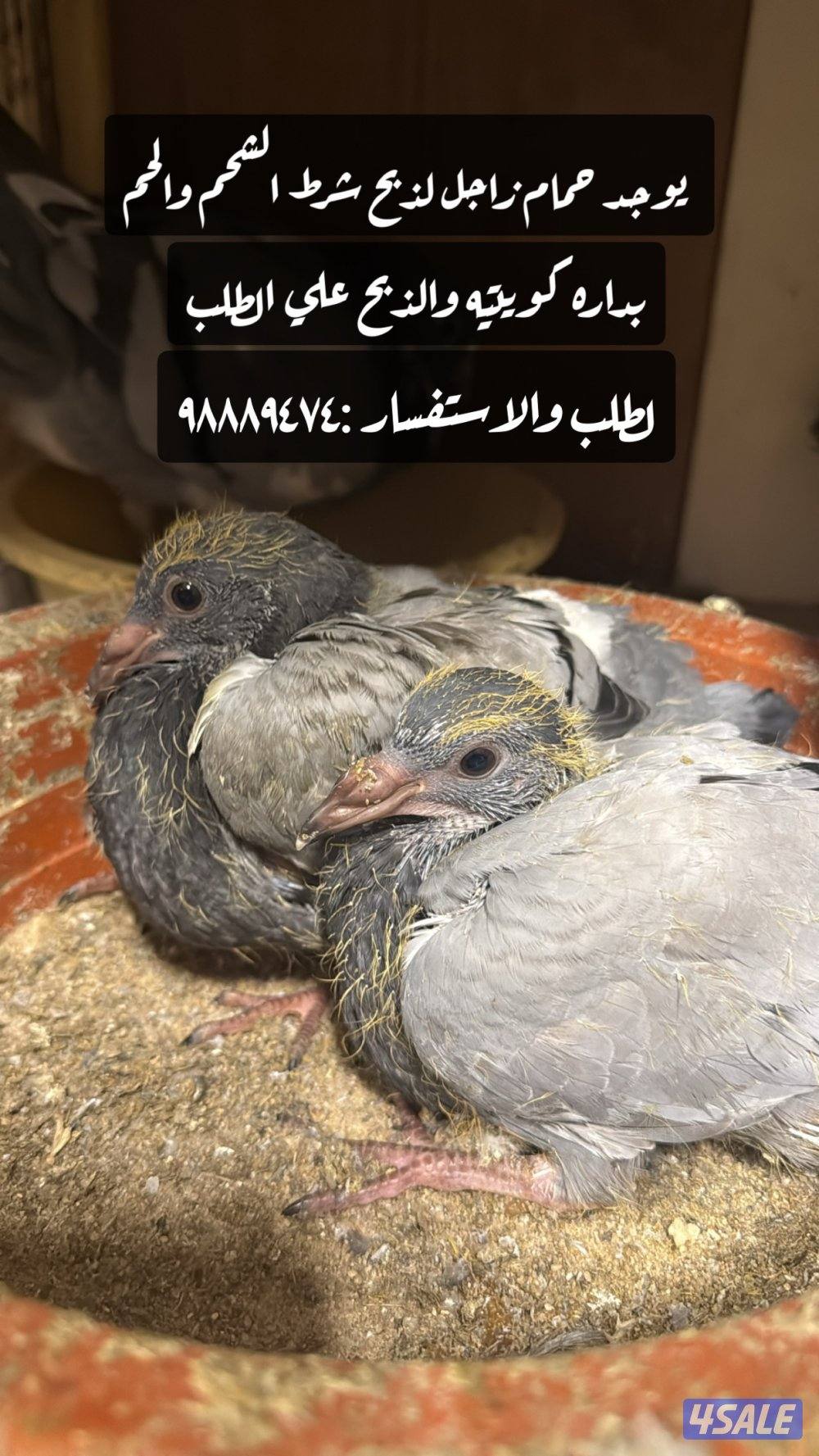 للبيع حمام زاجل ذبح شرط الصحه والسمنه ويوجد خدمة التوصيل0