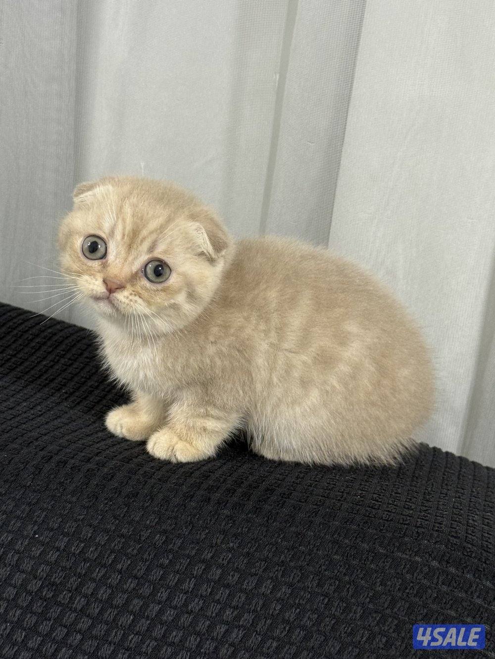 ⭐️⭐️كيتن سكوتش تربل فولد لون مميز جدا ⭐️⭐️0