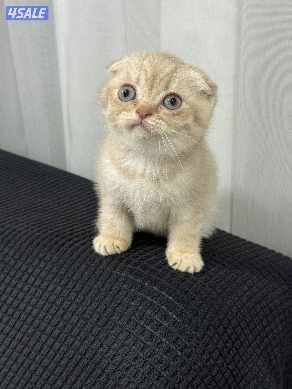 ⭐️⭐️كيتن سكوتش تربل فولد لون مميز جدا ⭐️⭐️1