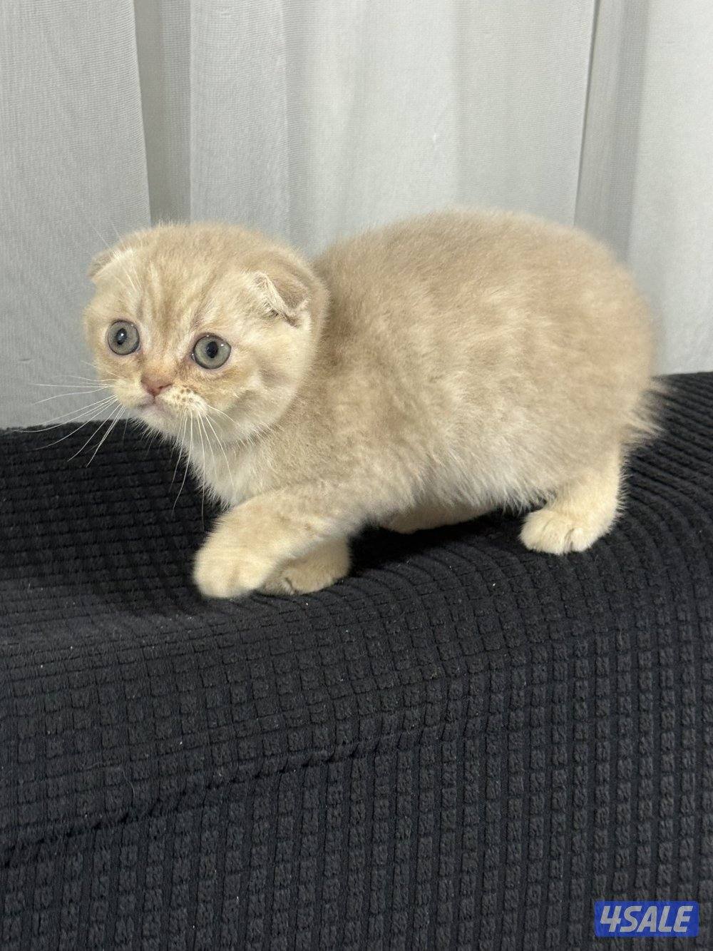 ⭐️⭐️كيتن سكوتش تربل فولد لون مميز جدا ⭐️⭐️2