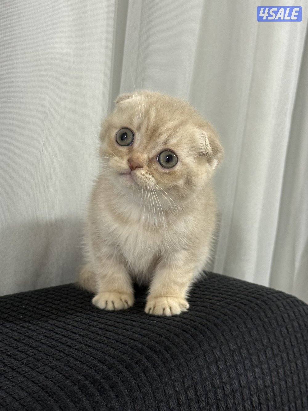 ⭐️⭐️كيتن سكوتش تربل فولد لون مميز جدا ⭐️⭐️4