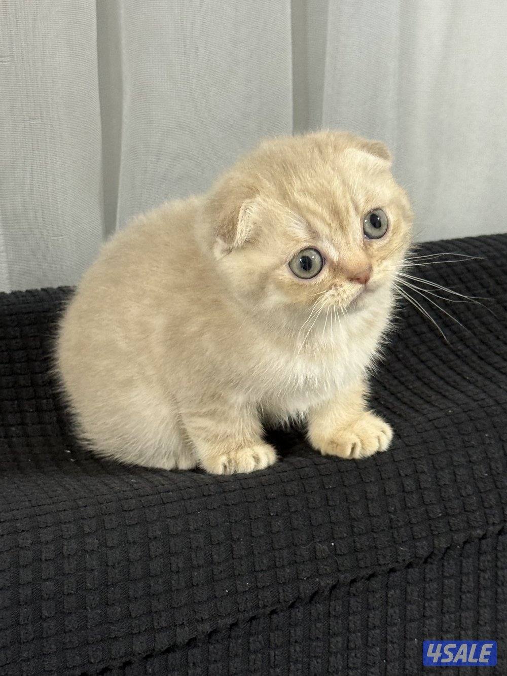 ⭐️⭐️كيتن سكوتش تربل فولد لون مميز جدا ⭐️⭐️6