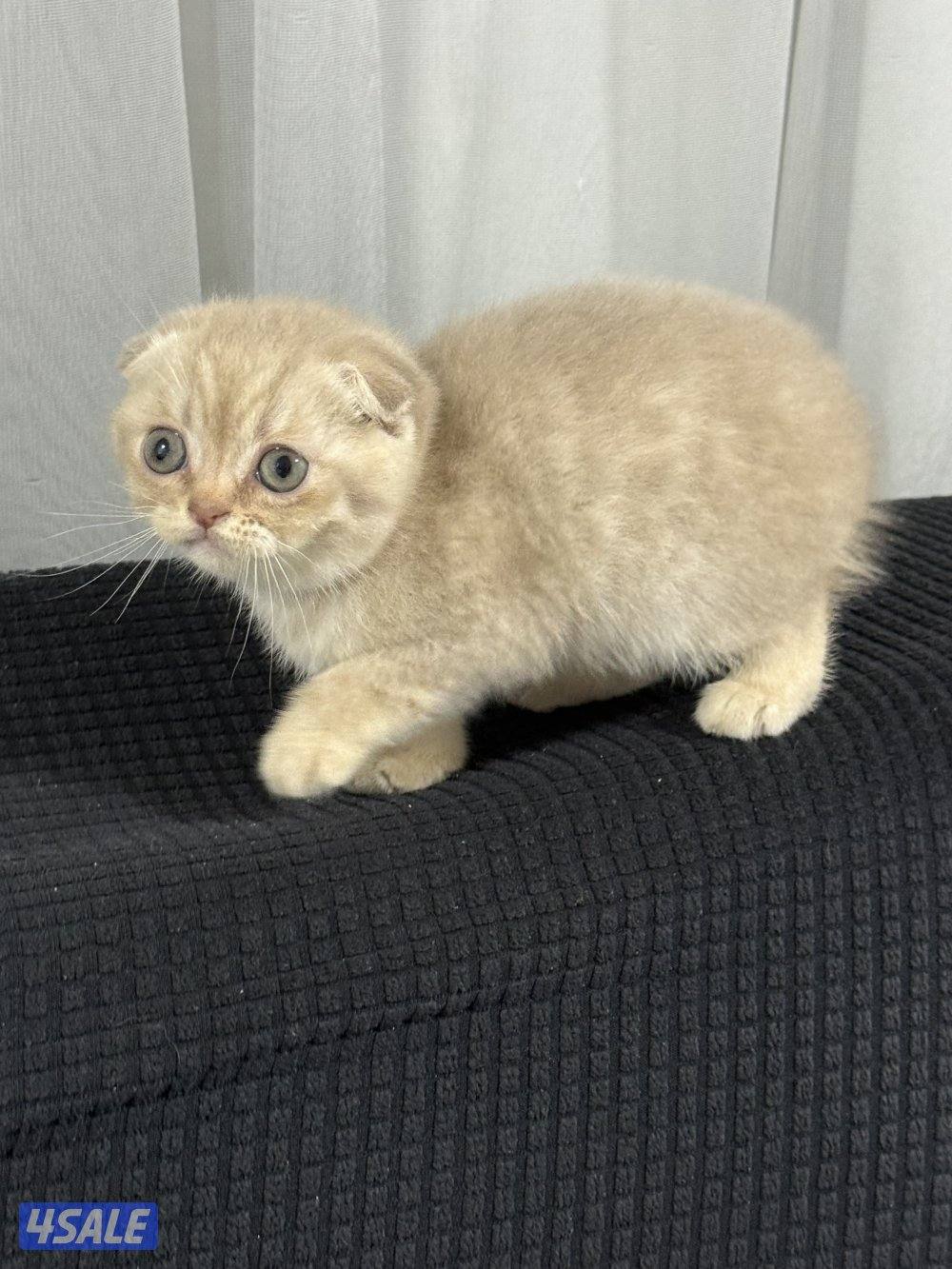 ⭐️كيتن سكوتش تربل فولد لون cinnamon مميز ⭐️⭐️  بيووور0