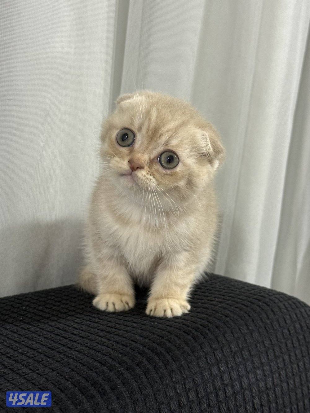 ⭐️كيتن سكوتش تربل فولد لون cinnamon مميز ⭐️⭐️  بيووور2