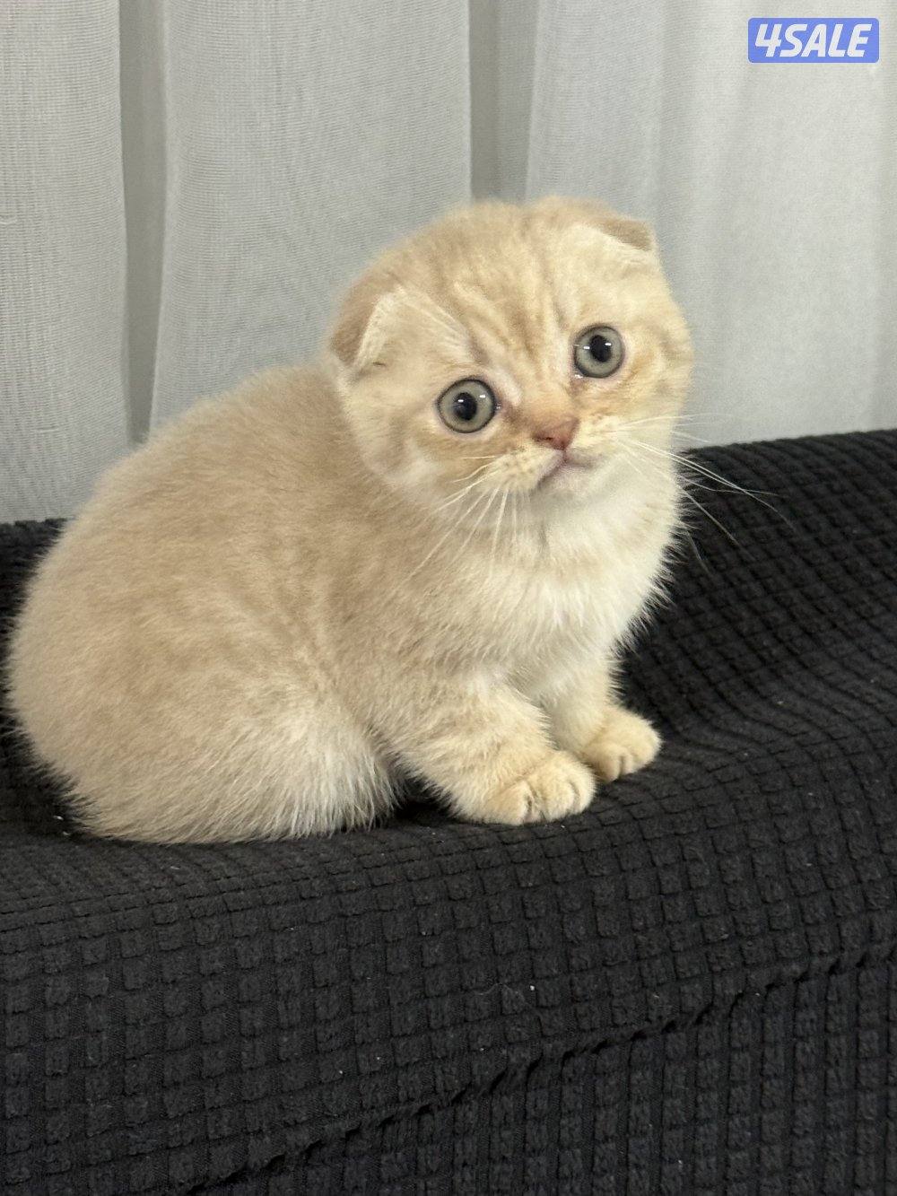 ⭐️كيتن سكوتش تربل فولد لون cinnamon مميز ⭐️⭐️  بيووور3