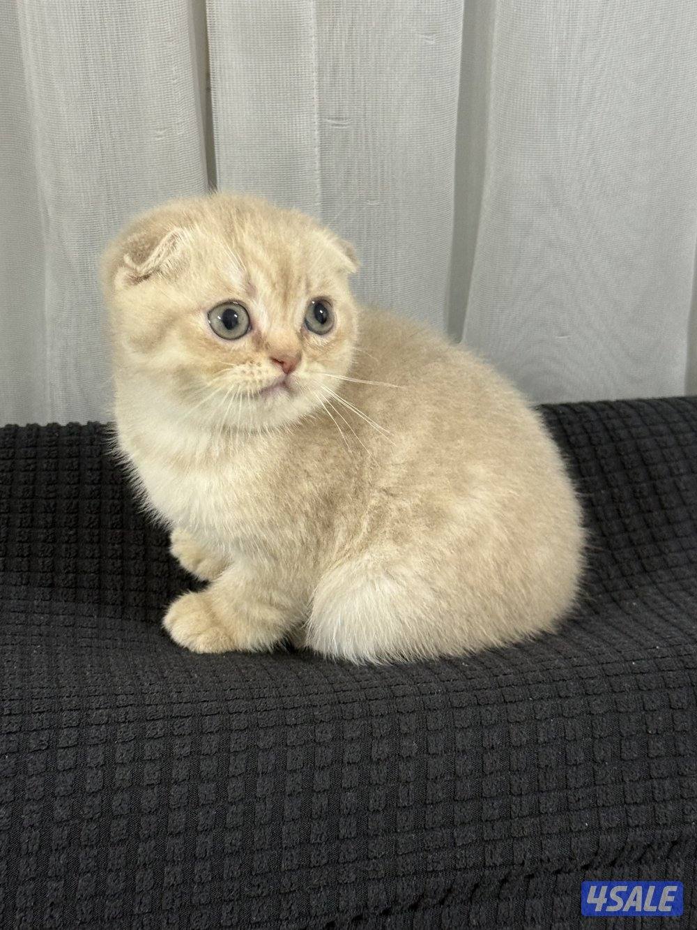 ⭐️كيتن سكوتش تربل فولد لون cinnamon مميز ⭐️⭐️  بيووور4