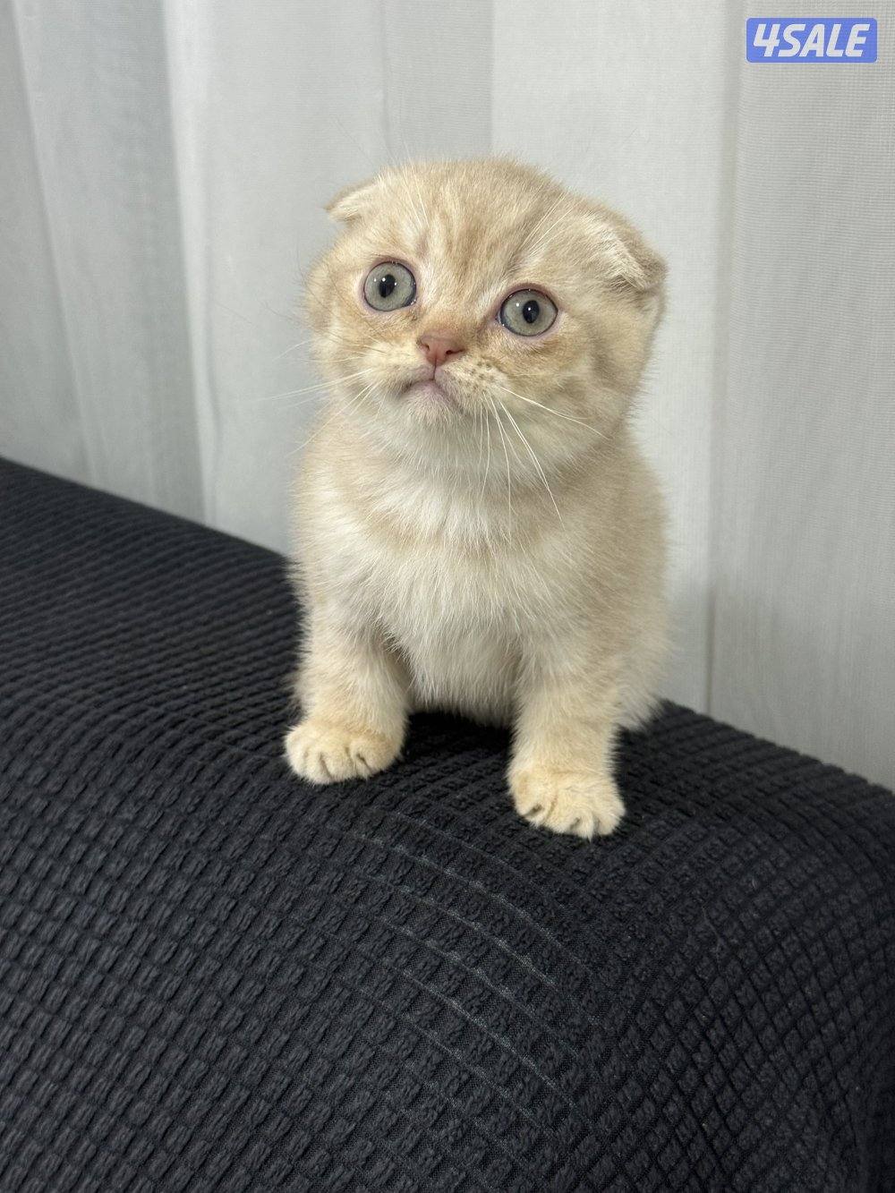 ⭐️كيتن سكوتش تربل فولد لون cinnamon مميز ⭐️⭐️  بيووور5