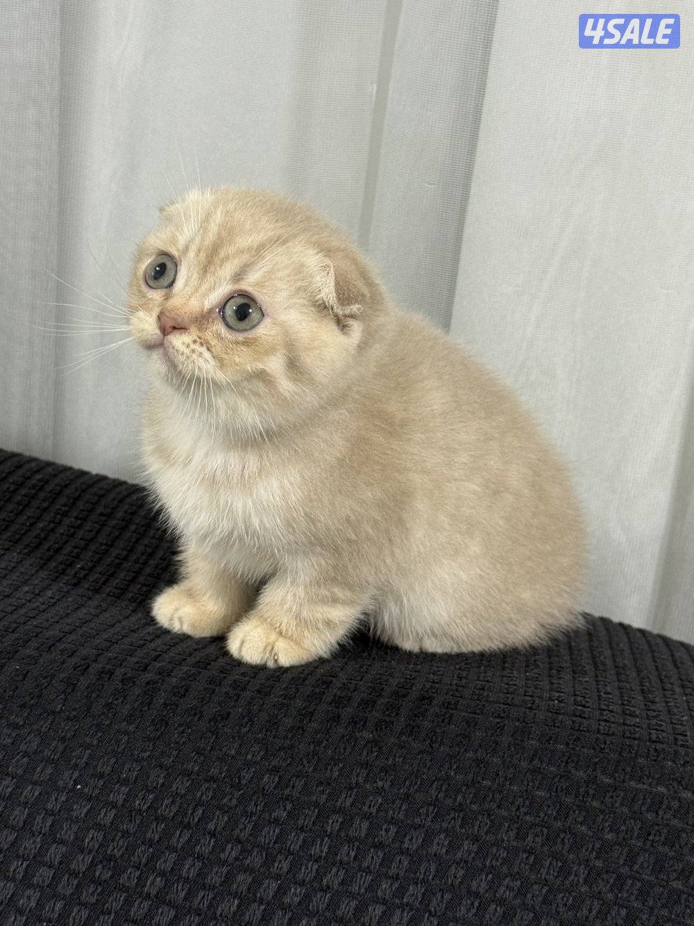 ⭐️كيتن سكوتش تربل فولد لون cinnamon مميز ⭐️⭐️  بيووور6