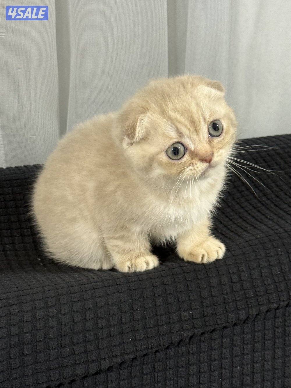 ⭐️كيتن سكوتش تربل فولد لون cinnamon مميز ⭐️⭐️  بيووور7