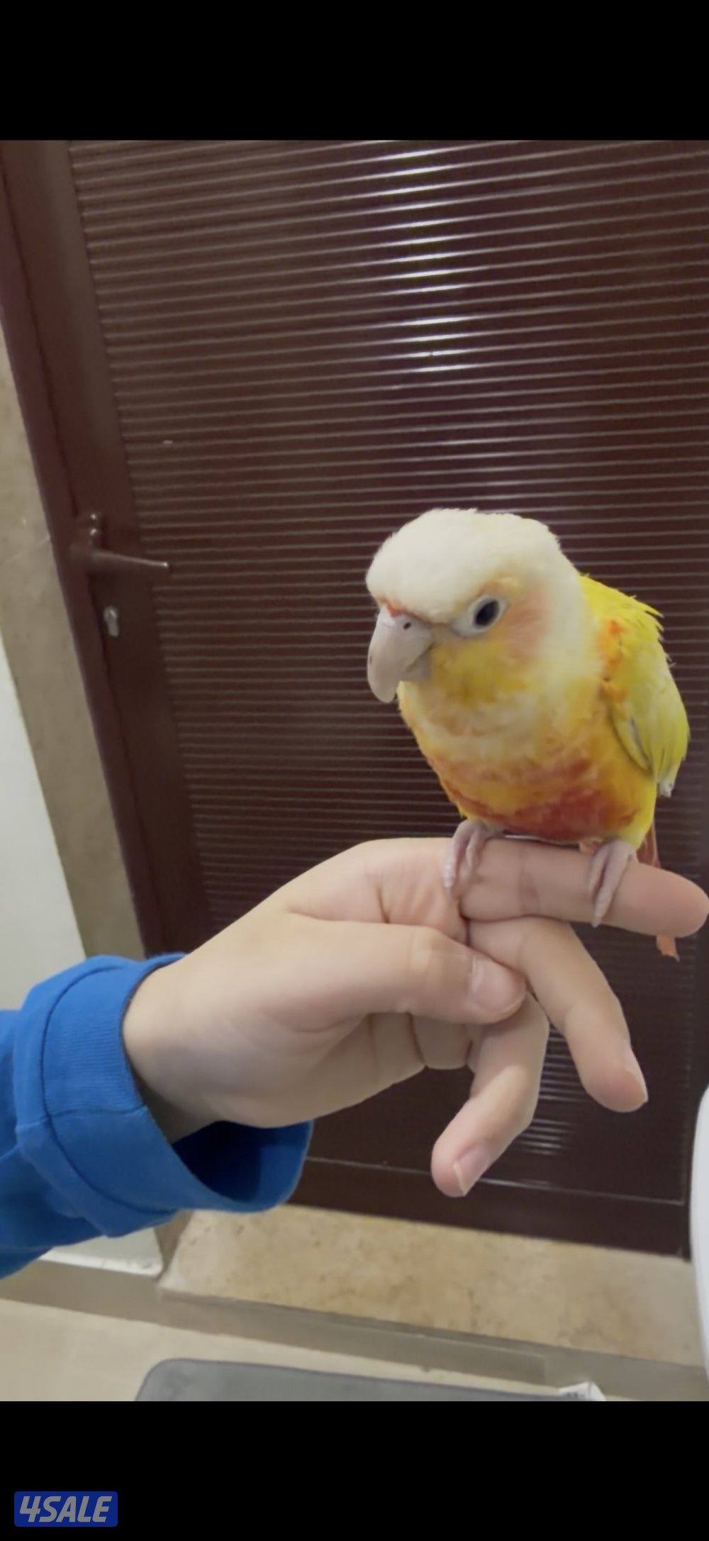 للبيع صن شيك كنيور1