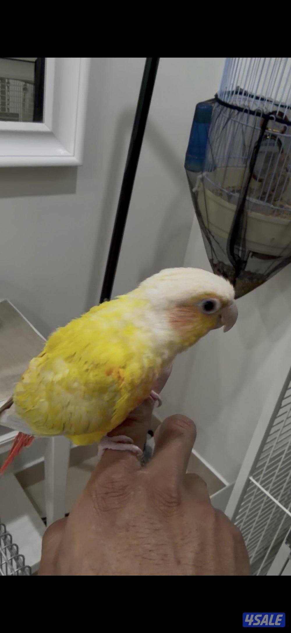 للبيع صن شيك كنيور0