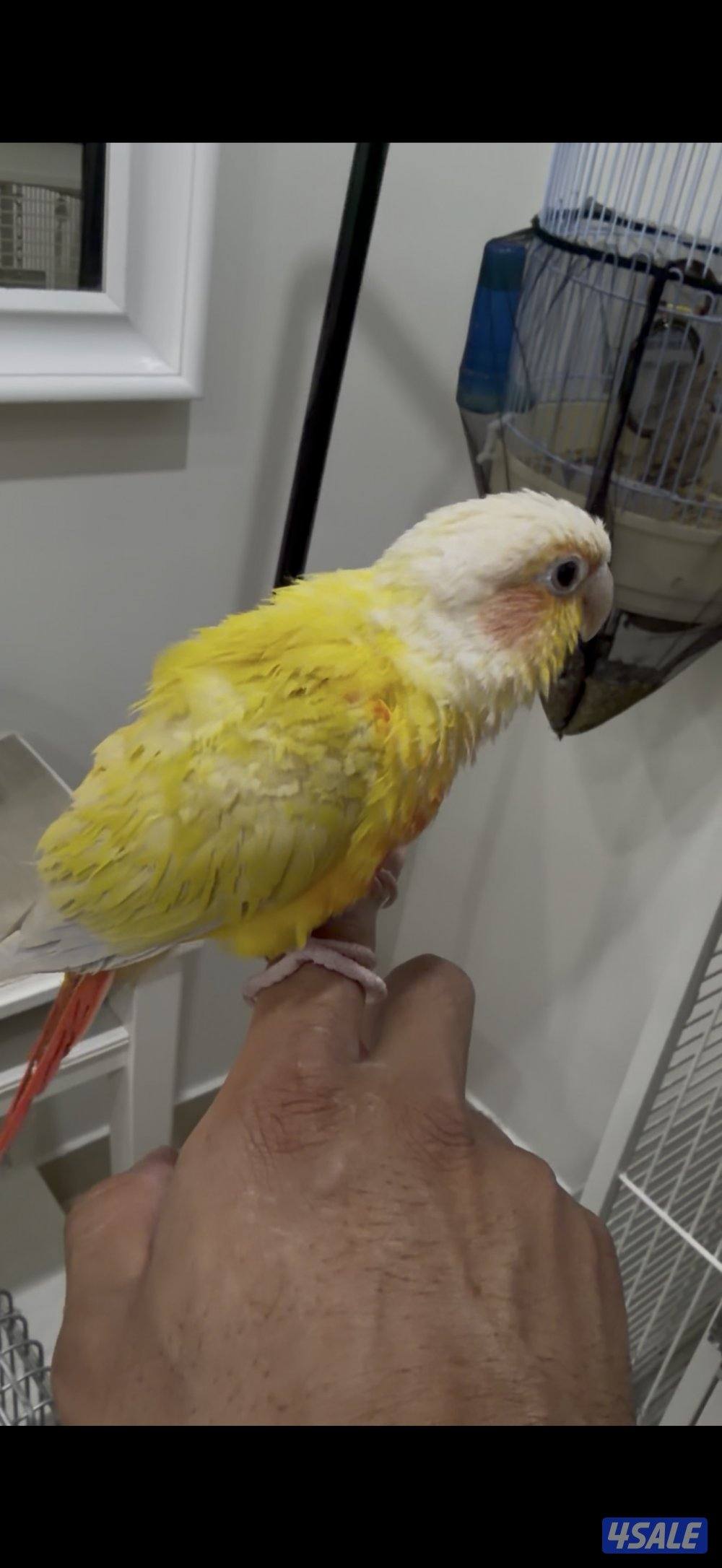 للبيع صن شيك كنيور2