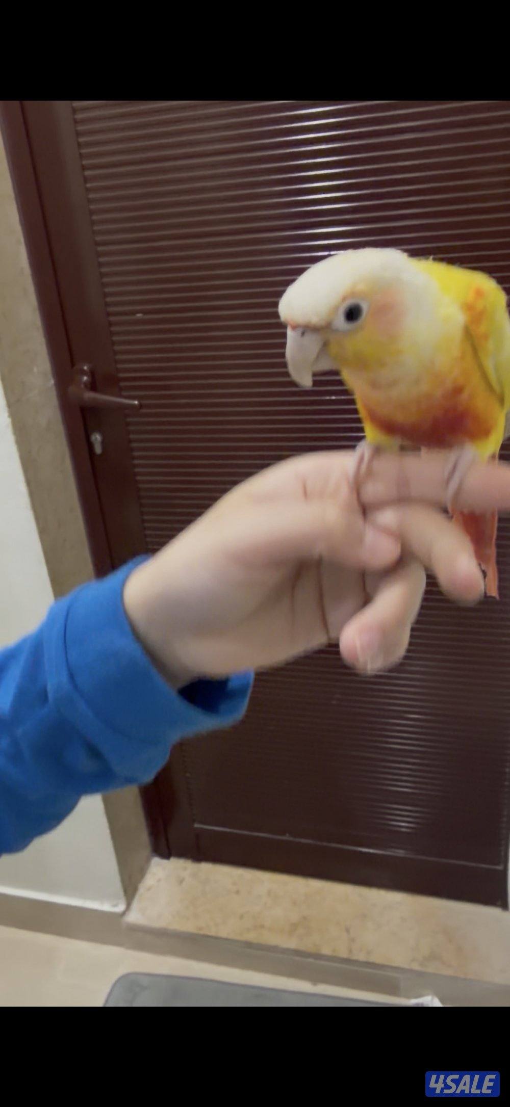 للبيع صن شيك كنيور3