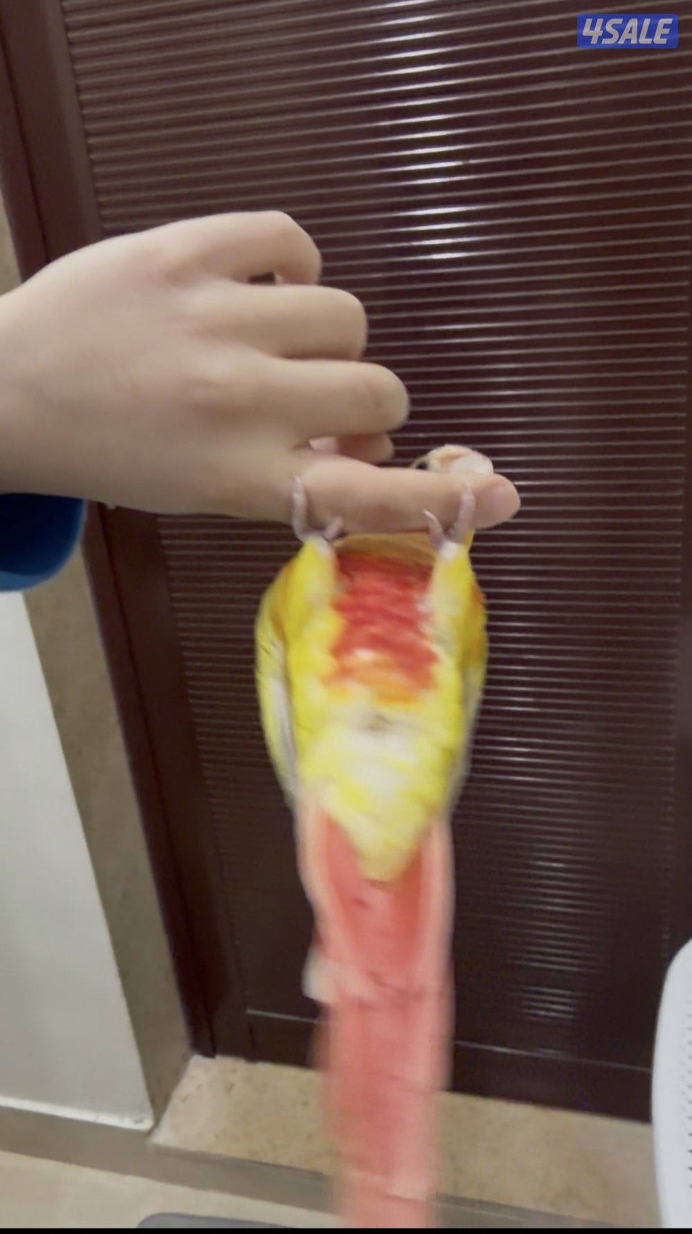 للبيع صن شيك كنيور4