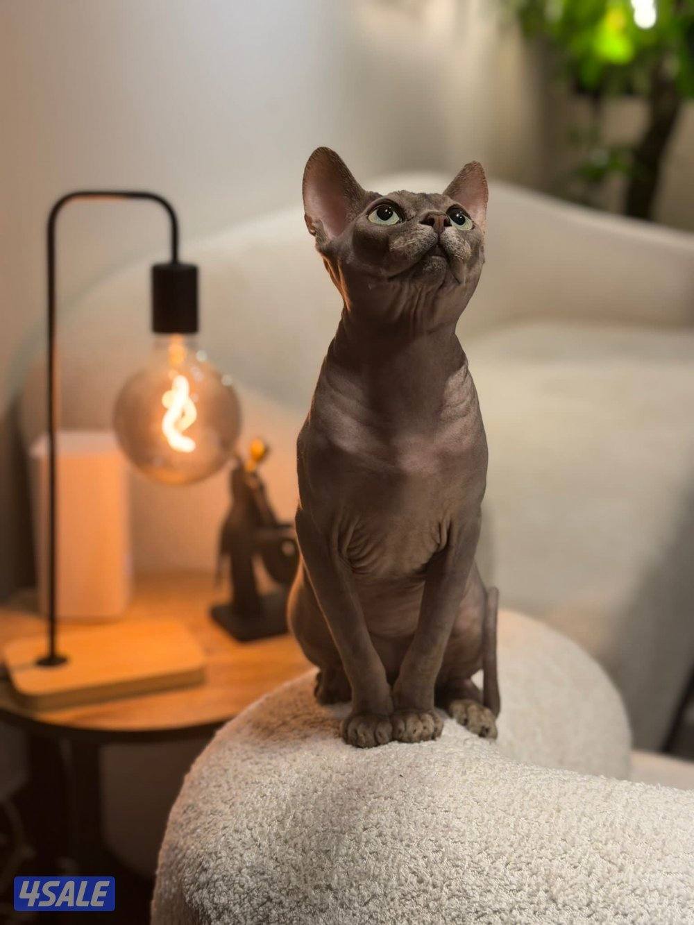 للبيع سفنكس ذكر Warm Blue العمر سنه وشهرين( غير معقم)0