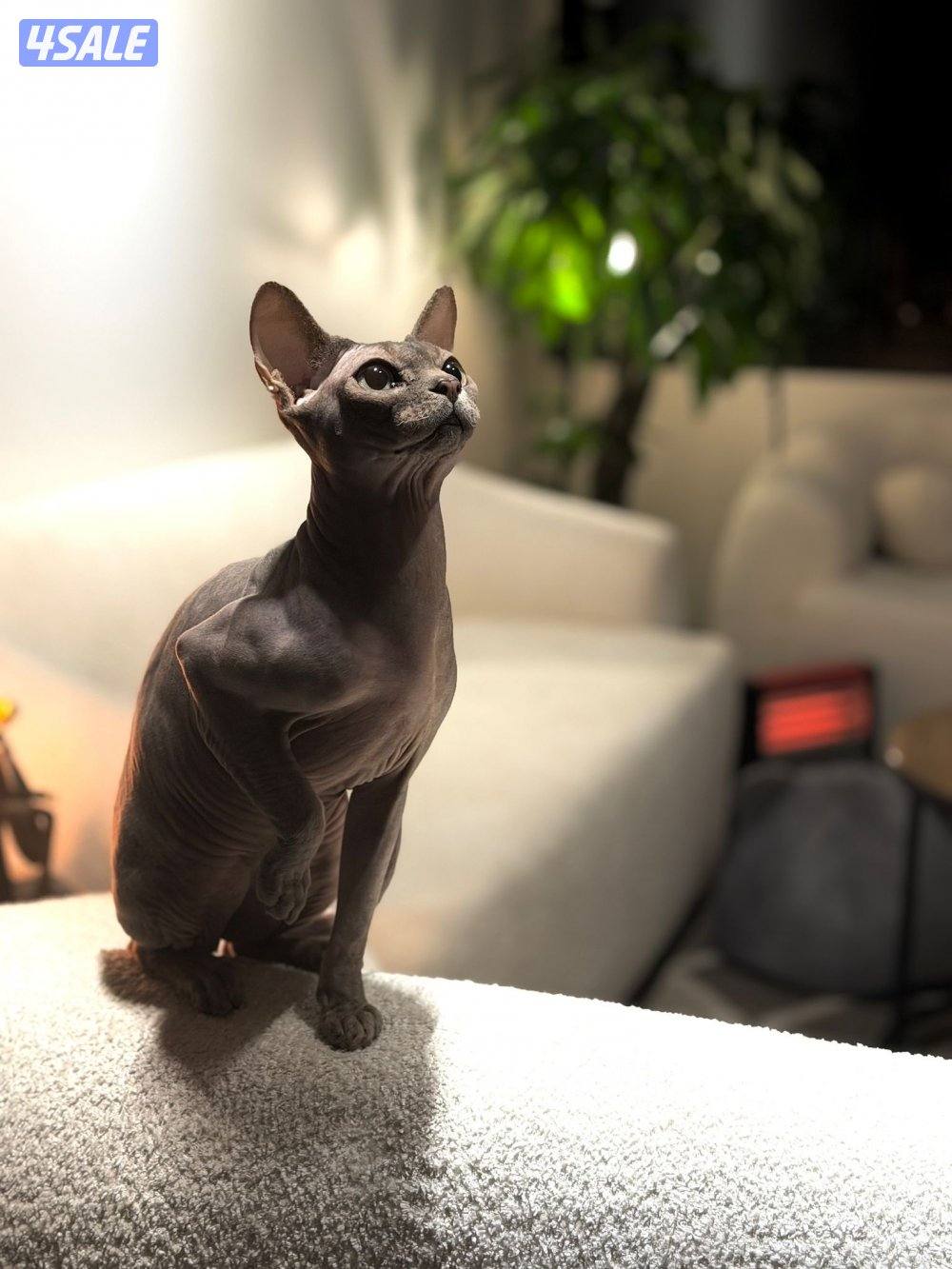 للبيع سفنكس ذكر Warm Blue العمر سنه وشهرين( غير معقم)1