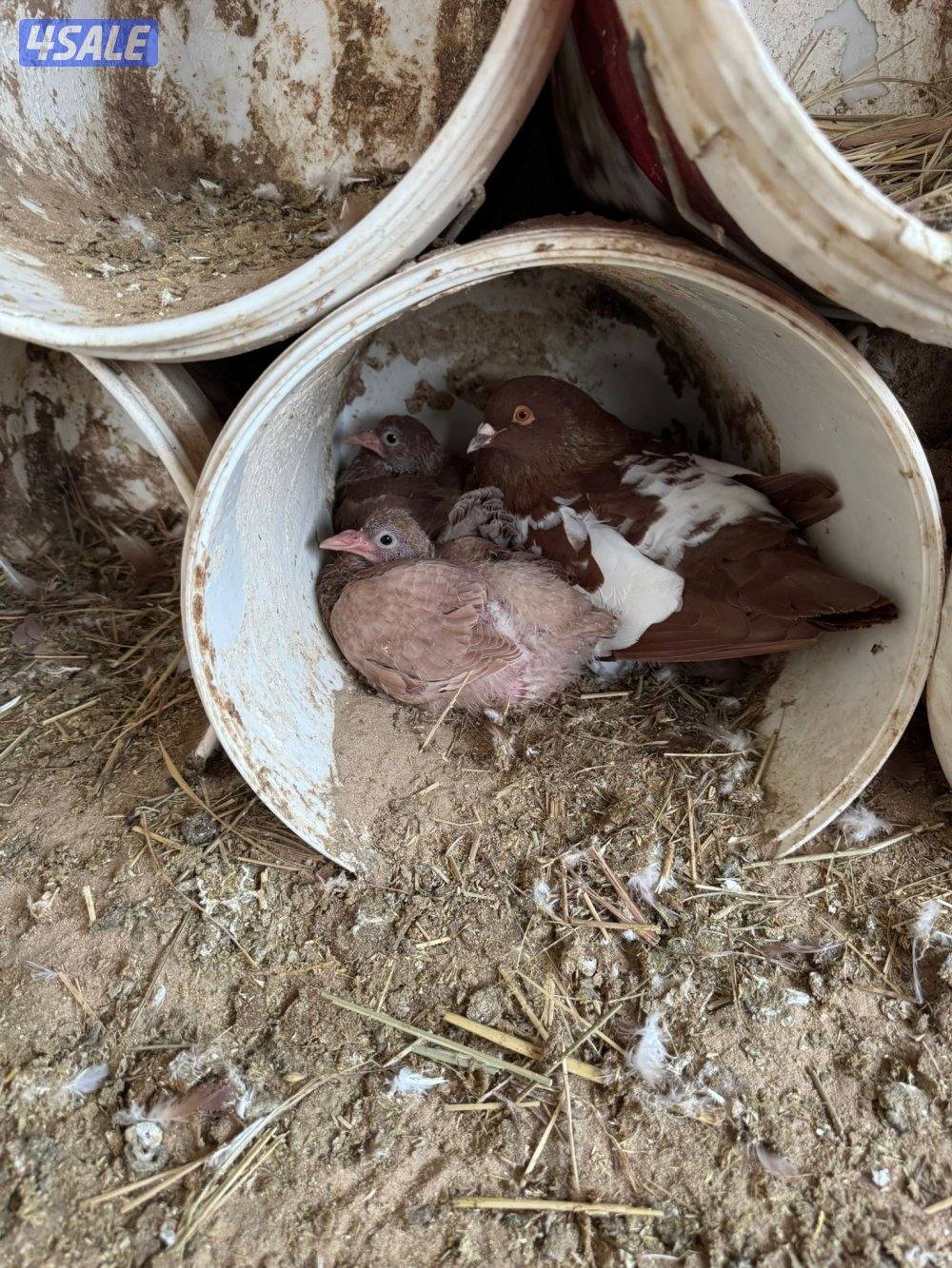 حمام لاحم اف ون0