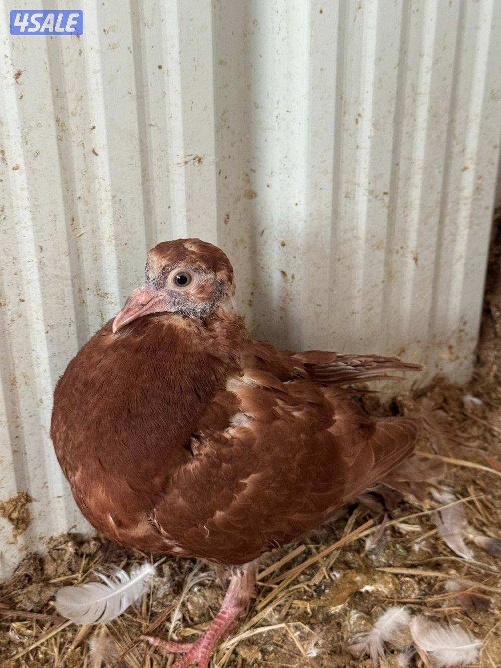 حمام لاحم اف ون1