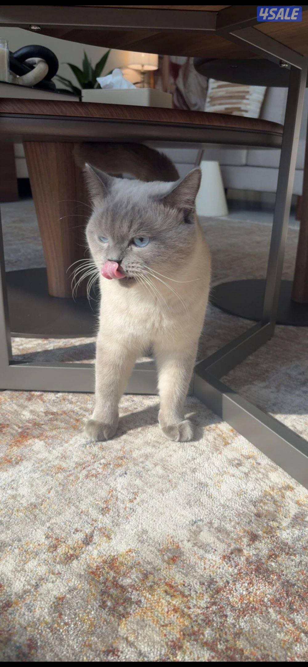 British Shorthair x Himalayan Mix1