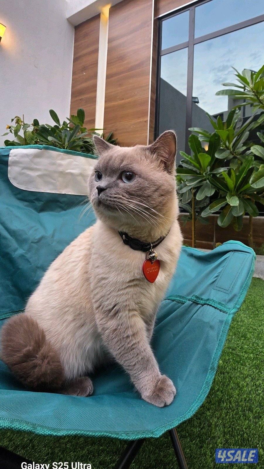 British Shorthair x Himalayan Mix0