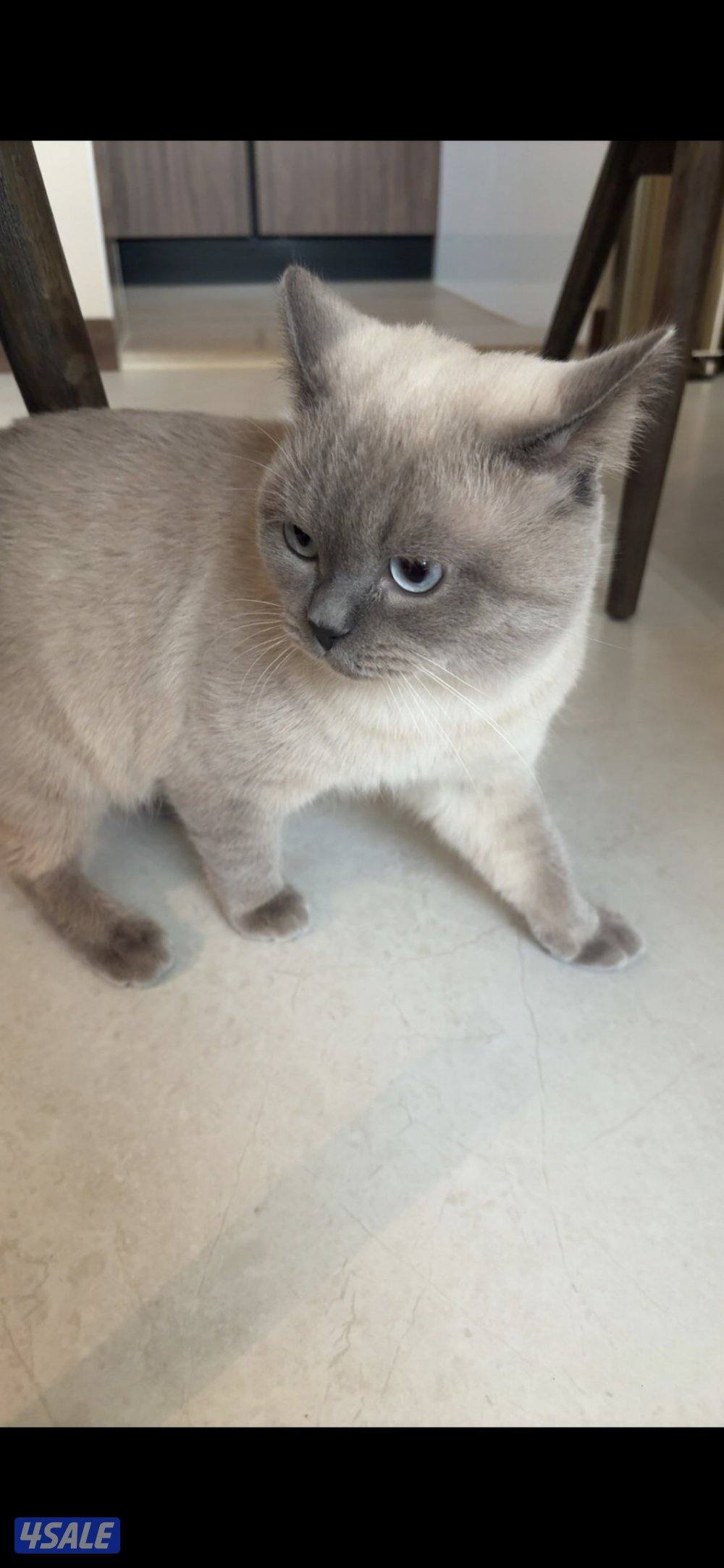 British Shorthair x Himalayan Mix2