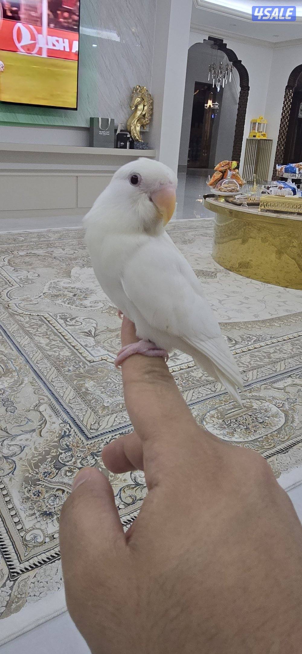 لوف بيرد ربوه0