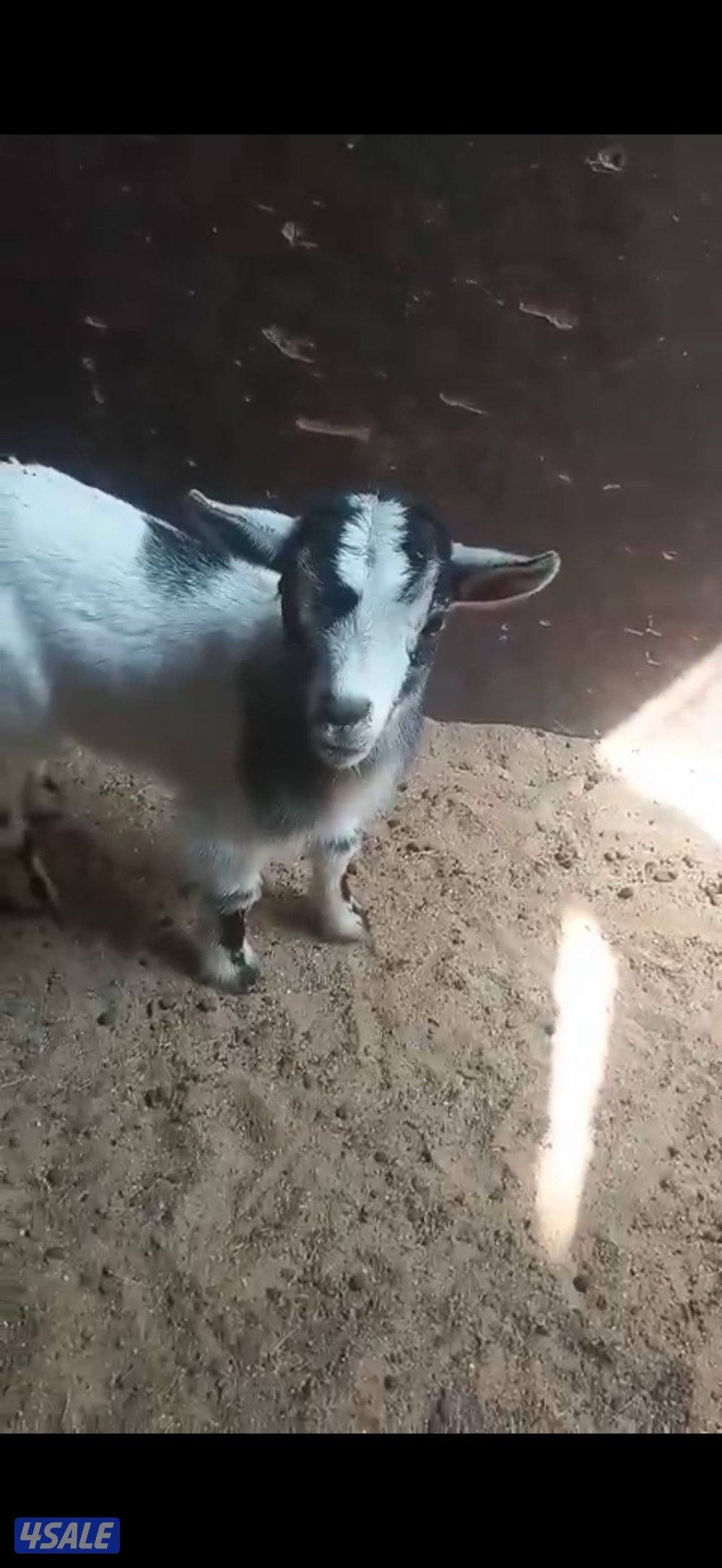 جفرة بلجيكية0