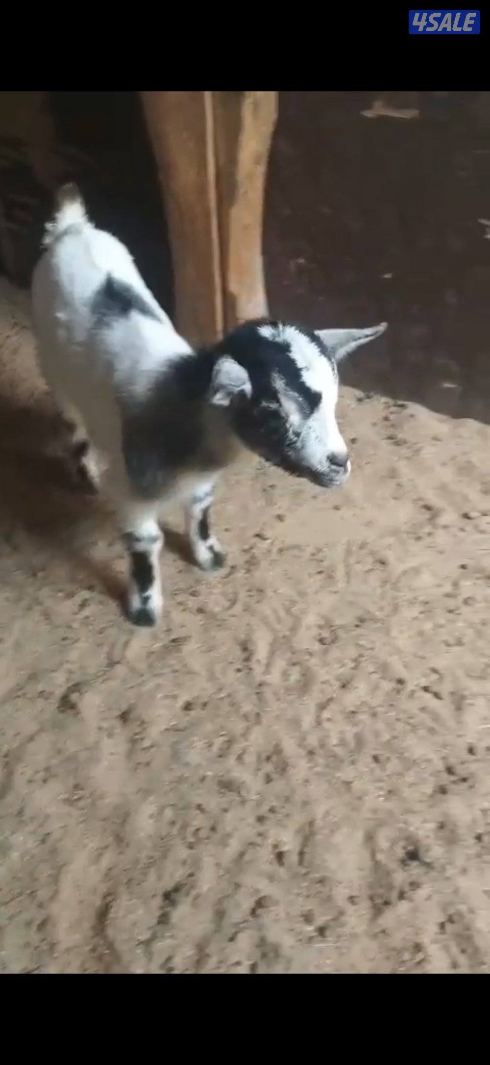 جفرة بلجيكية1