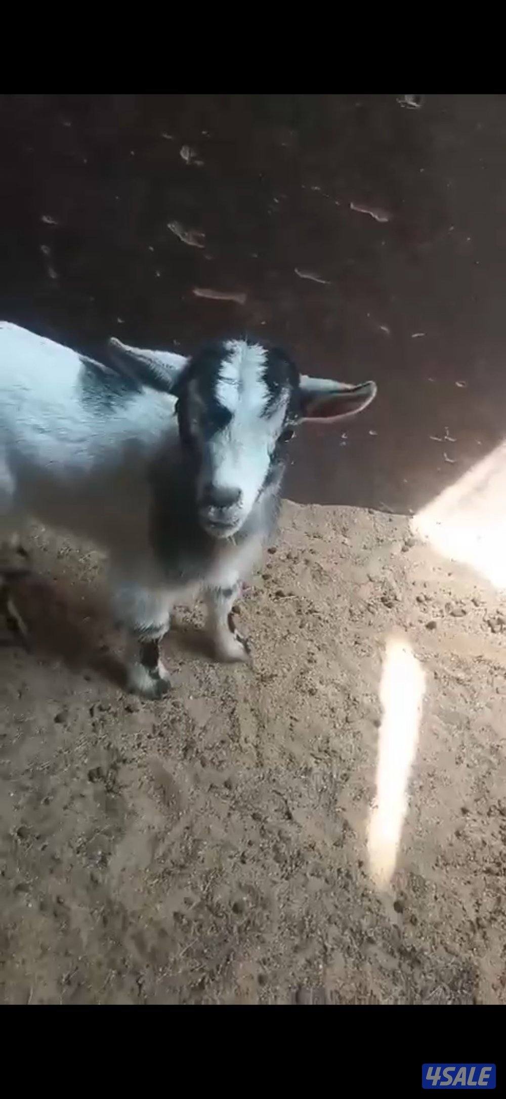 جفرة بلجيكية3