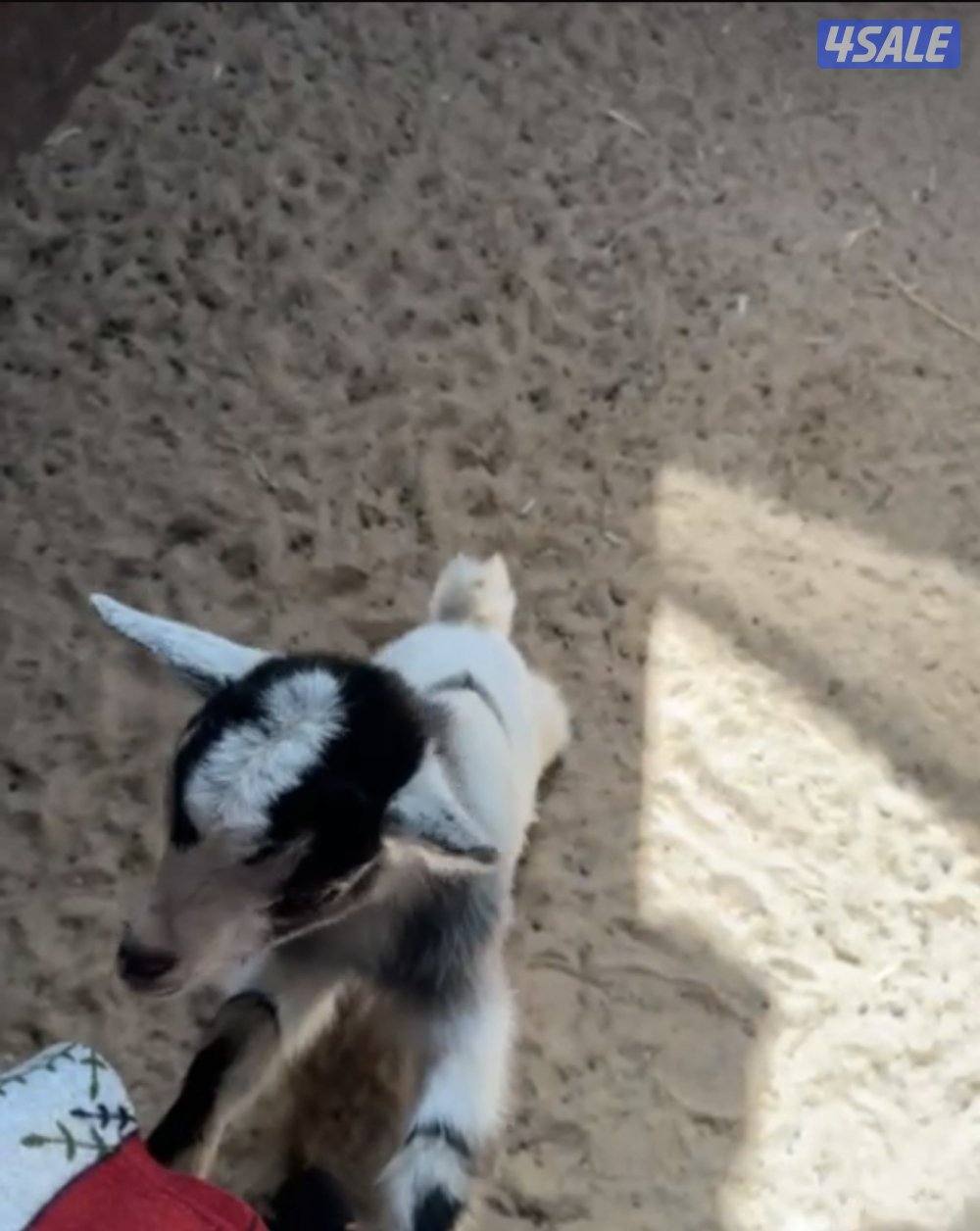 جفرة بلجيكية4