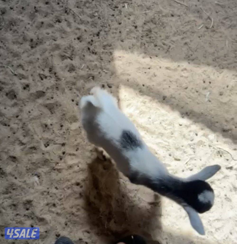 جفرة بلجيكية5