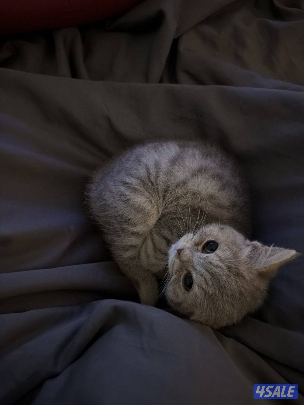 الي يبي تفاصيل يدش عليه0