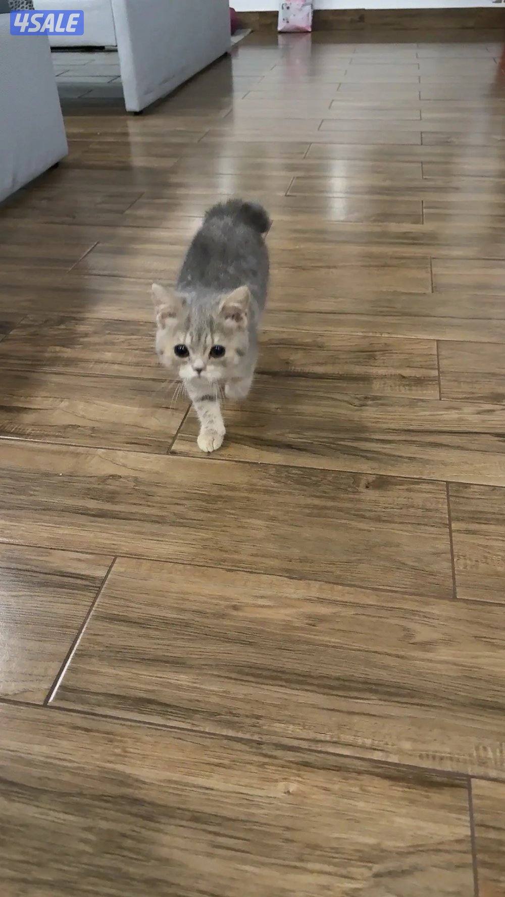 الي يبي تفاصيل يدش عليه2