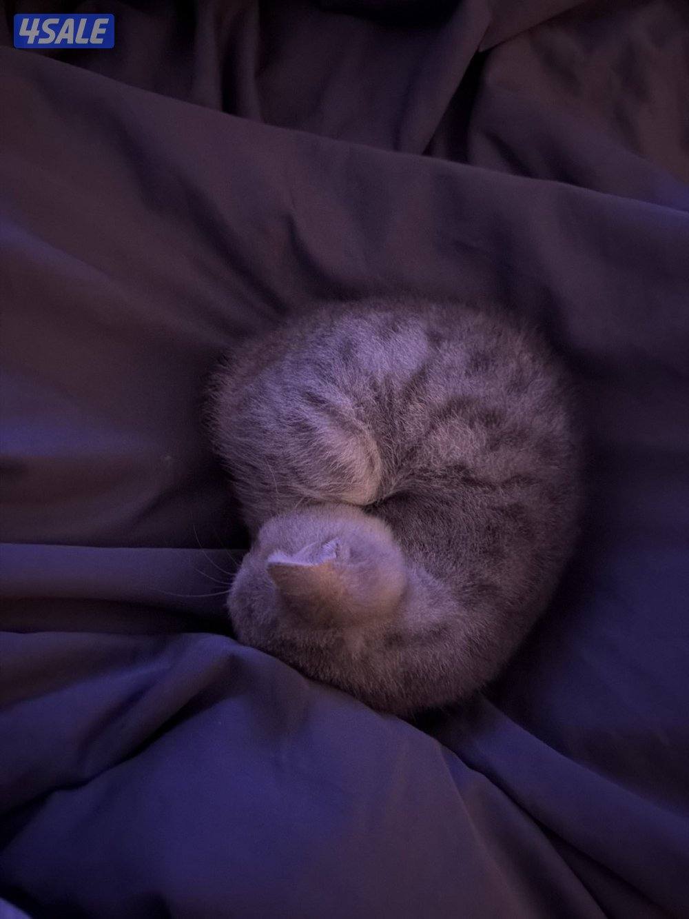 الي يبي تفاصيل يدش عليه1