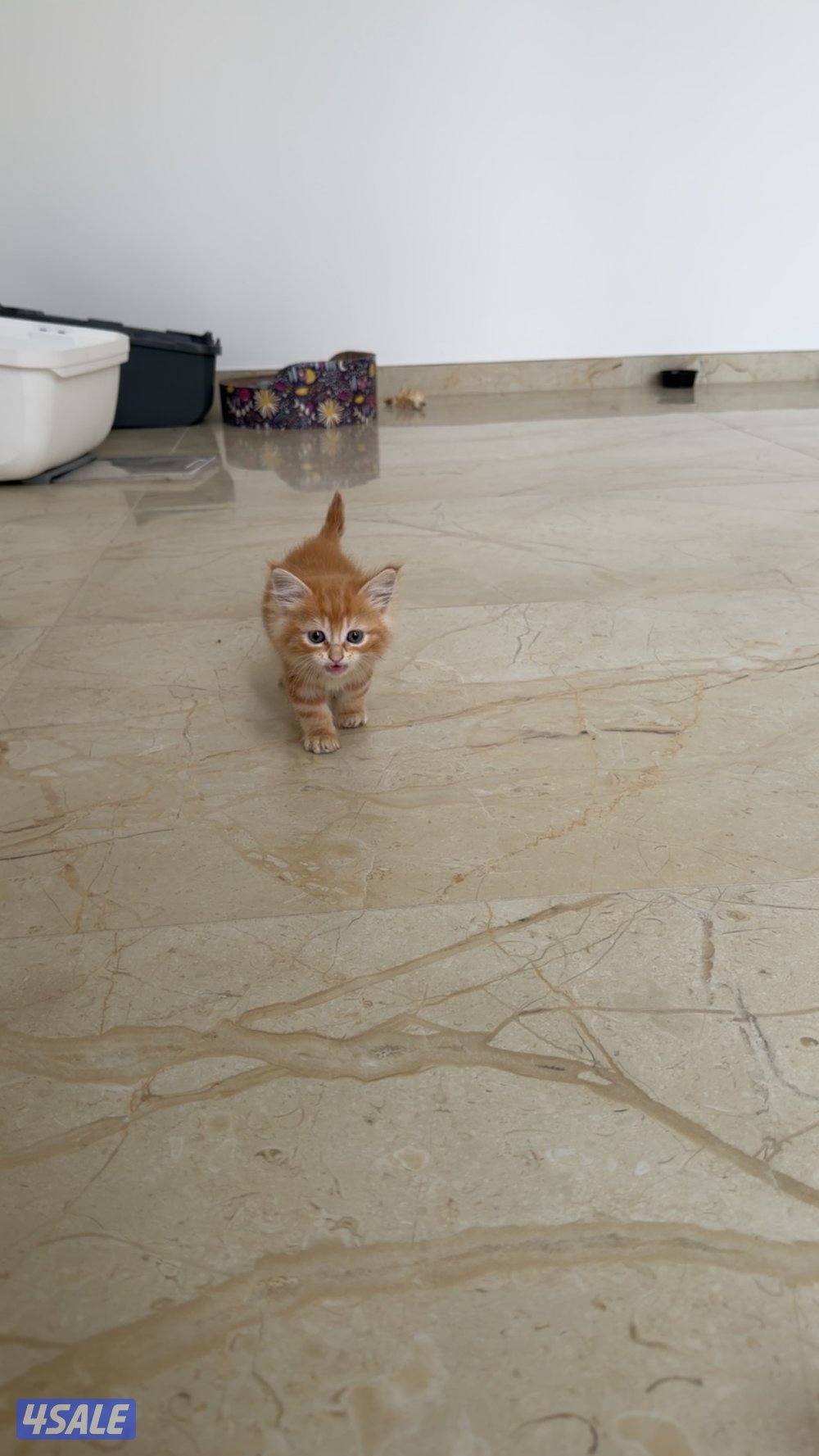 قطوة للبيع شيرازيه عمرها شهرين مطعمه مع أغراضها قابل للمساومة2