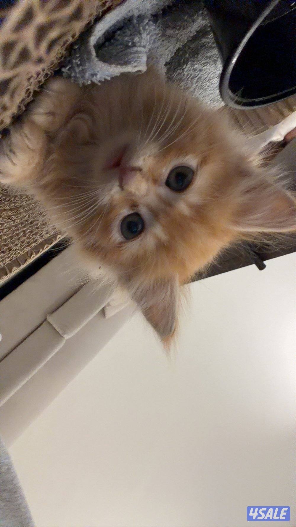 قطوة للبيع شيرازيه عمرها شهرين مطعمه مع أغراضها قابل للمساومة3