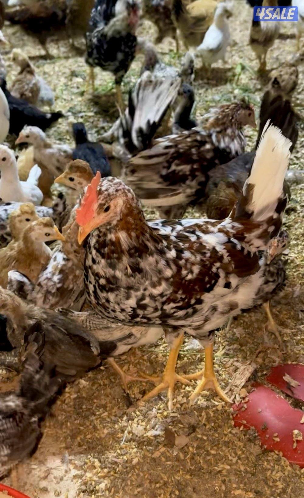 للبيع دجاج عربي قديم الصحه ممتازه الحبه على دينار جمله على دينار ونص1