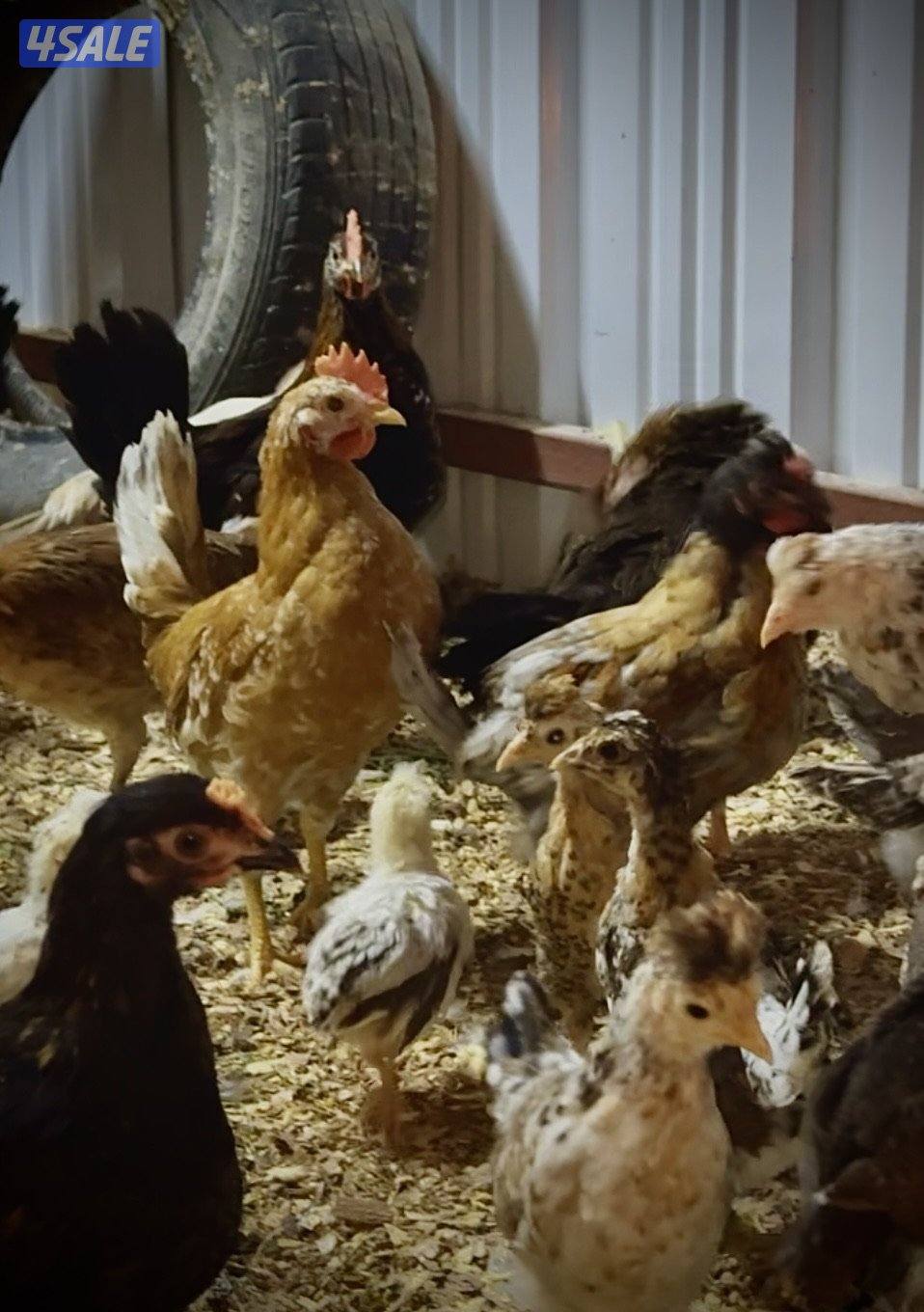 للبيع دجاج عربي قديم الصحه ممتازه الحبه على دينار جمله على دينار ونص2