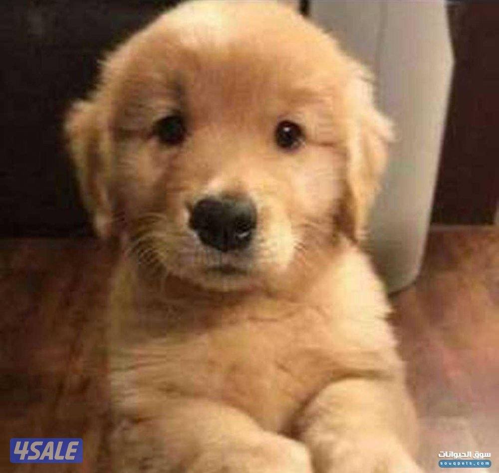 مطلوب للتبني او البيع قولدن روتريفر صغير0