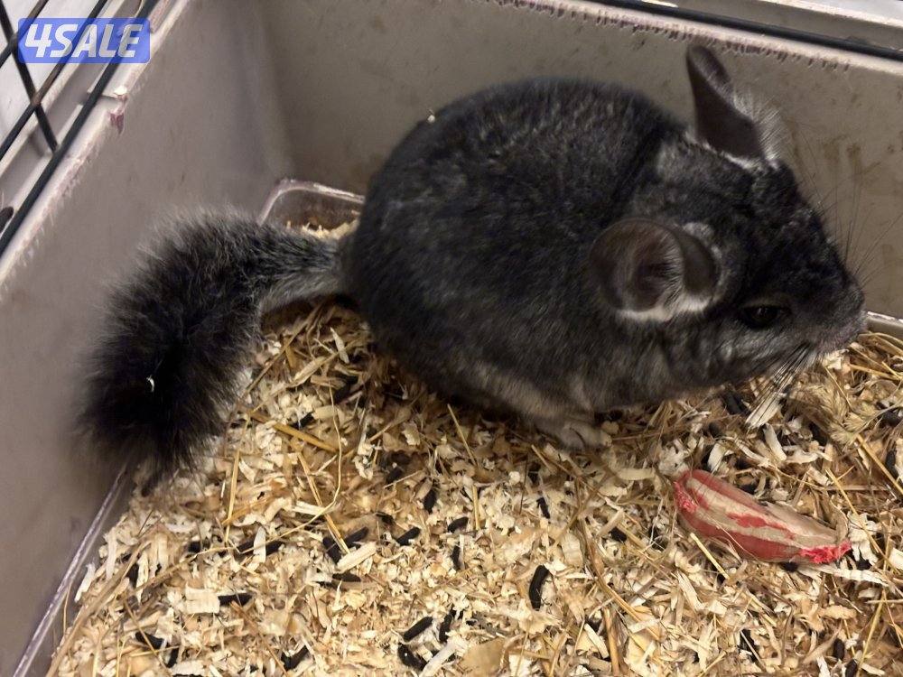 شانشيلا انثى للبيع0