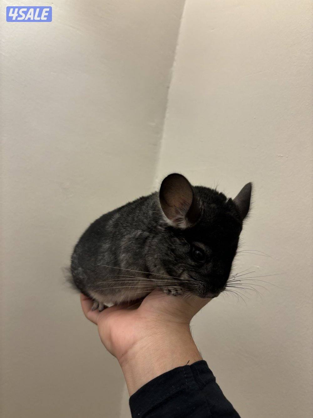 شانشيلا انثى للبيع1