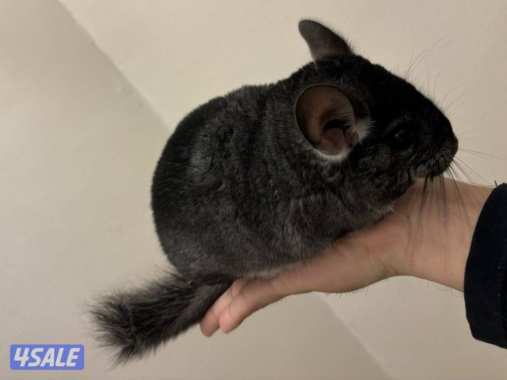 شانشيلا انثى للبيع2