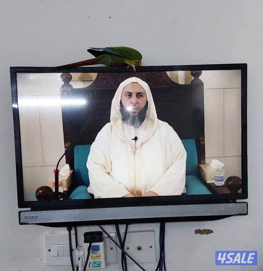 شاشة تلفاز توشيبا ٢٤ بوصة، استعمال خفيف جدا، عادي مو سمارت0