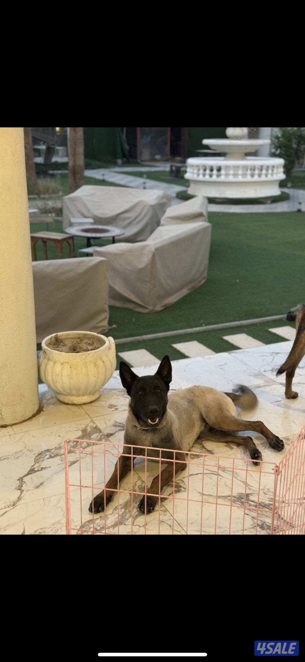 مالينو صربي0