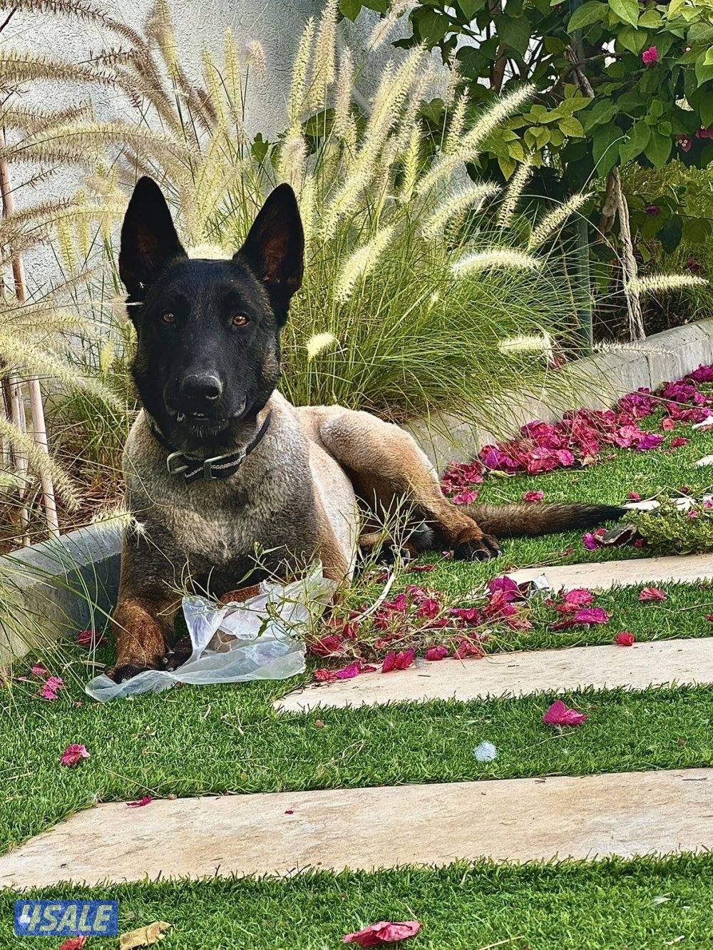 مالينو صربي1