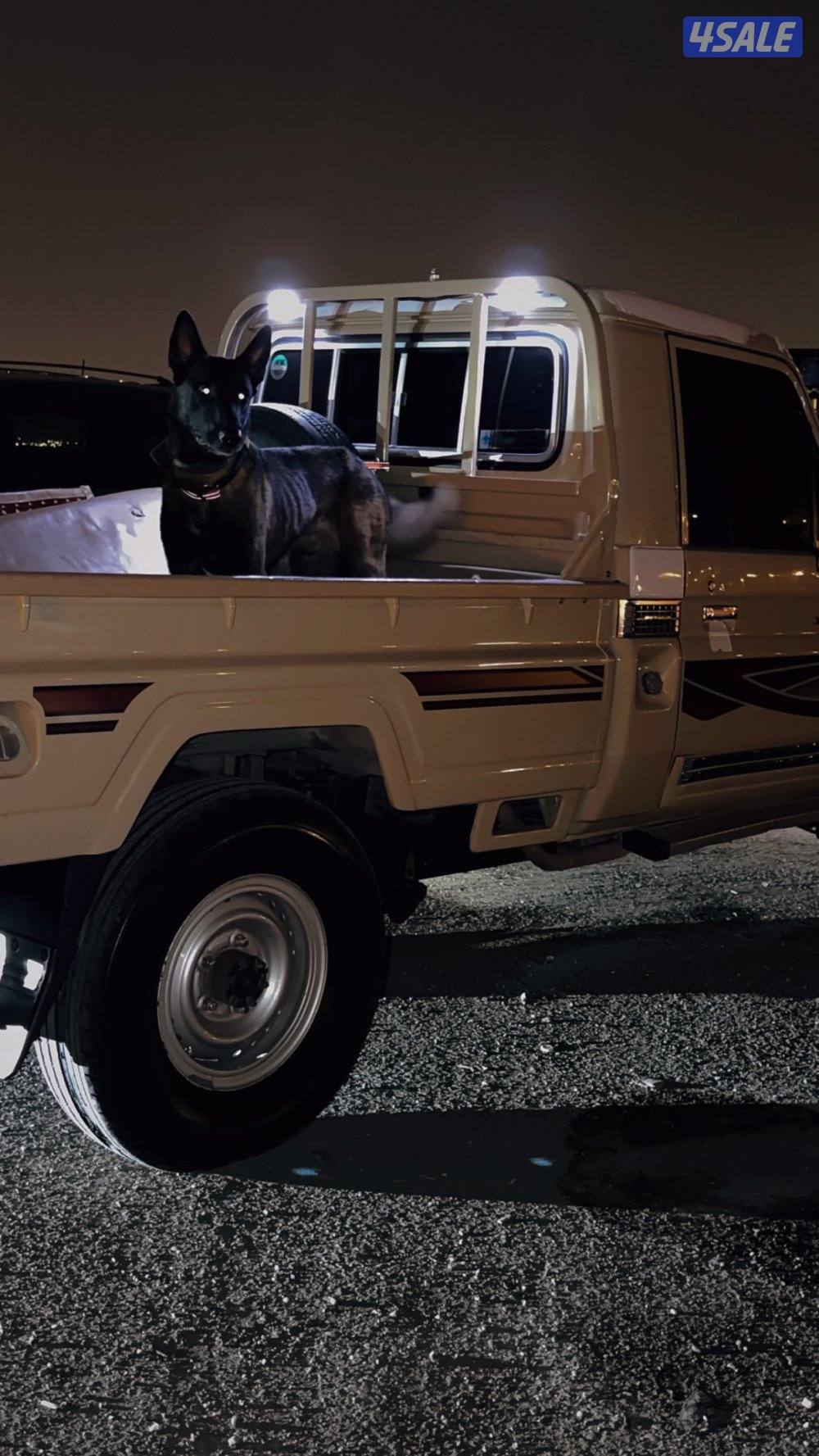 مالينو صربي2